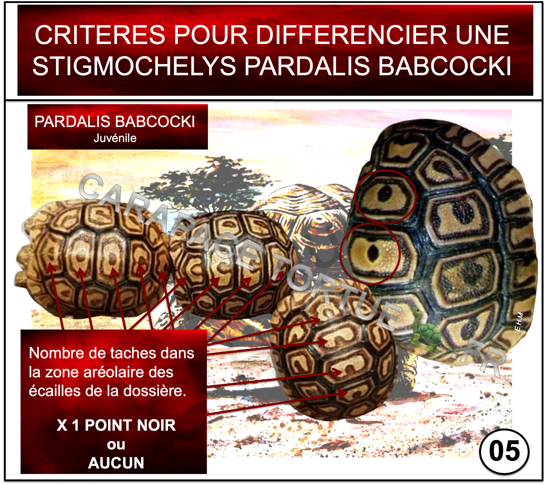 05 pardalis