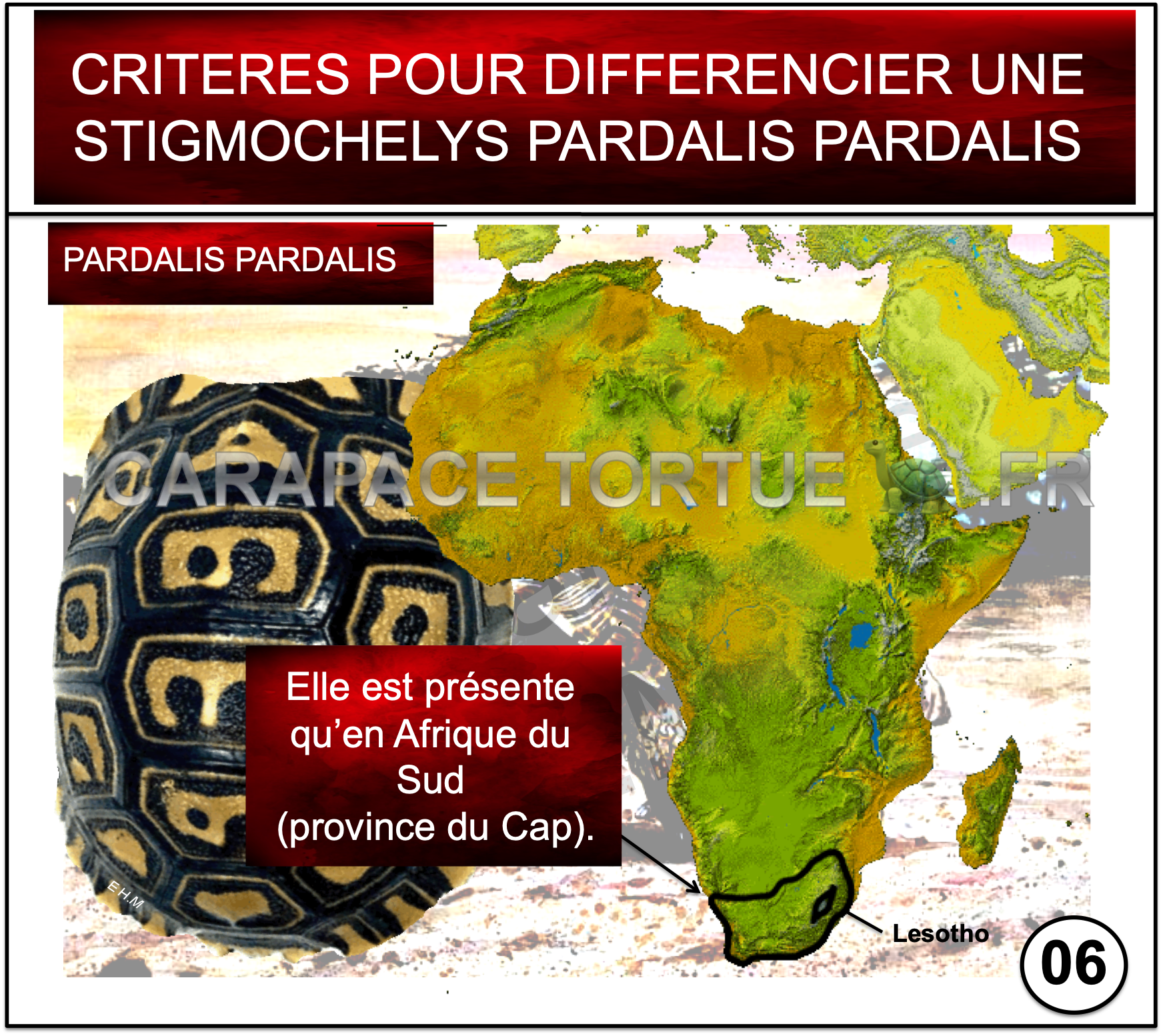 06 pardalis