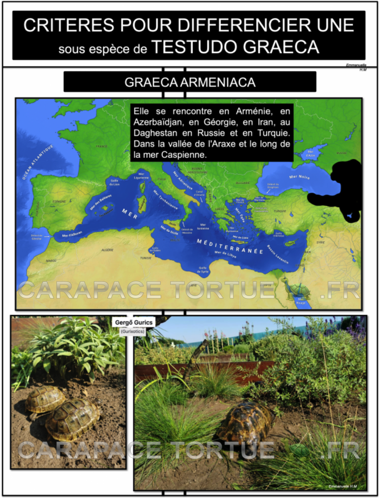 1 graeca armeniaca