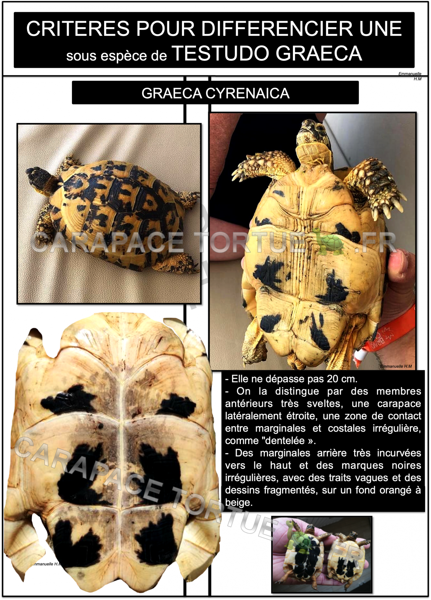 2 graeca cyrenaica