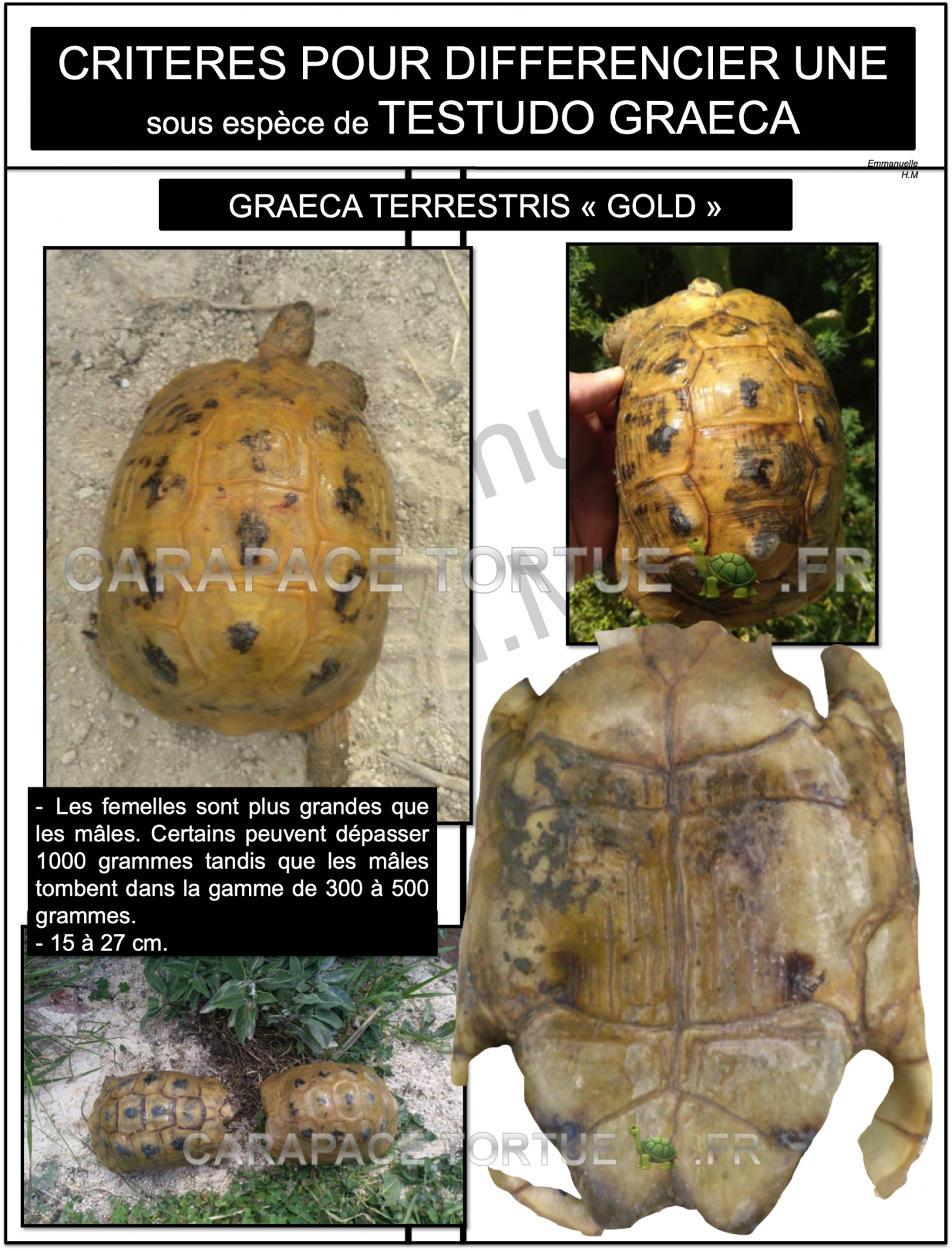 2 graeca terrestris