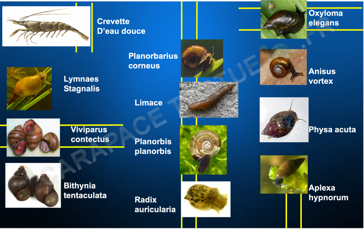 Alimentation tortue aquatique 3
