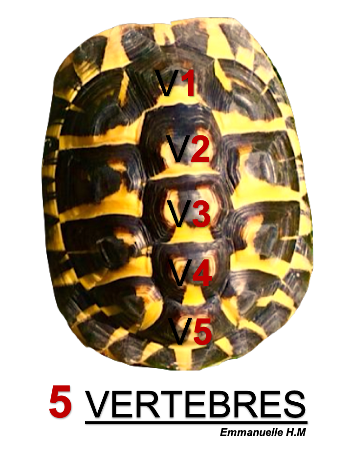 Anatomie les 5 vertebres