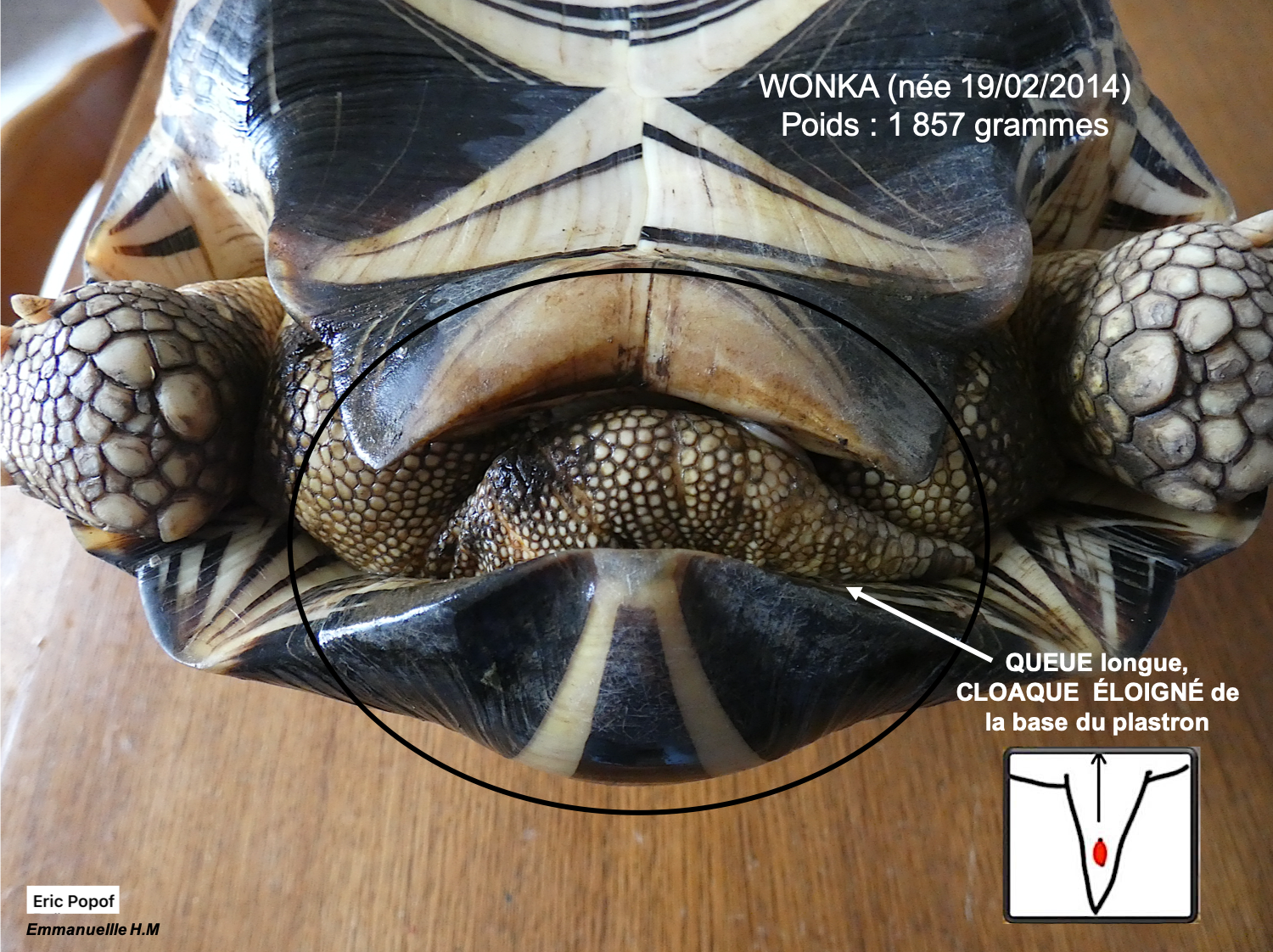 Astrochelys radiata male 5