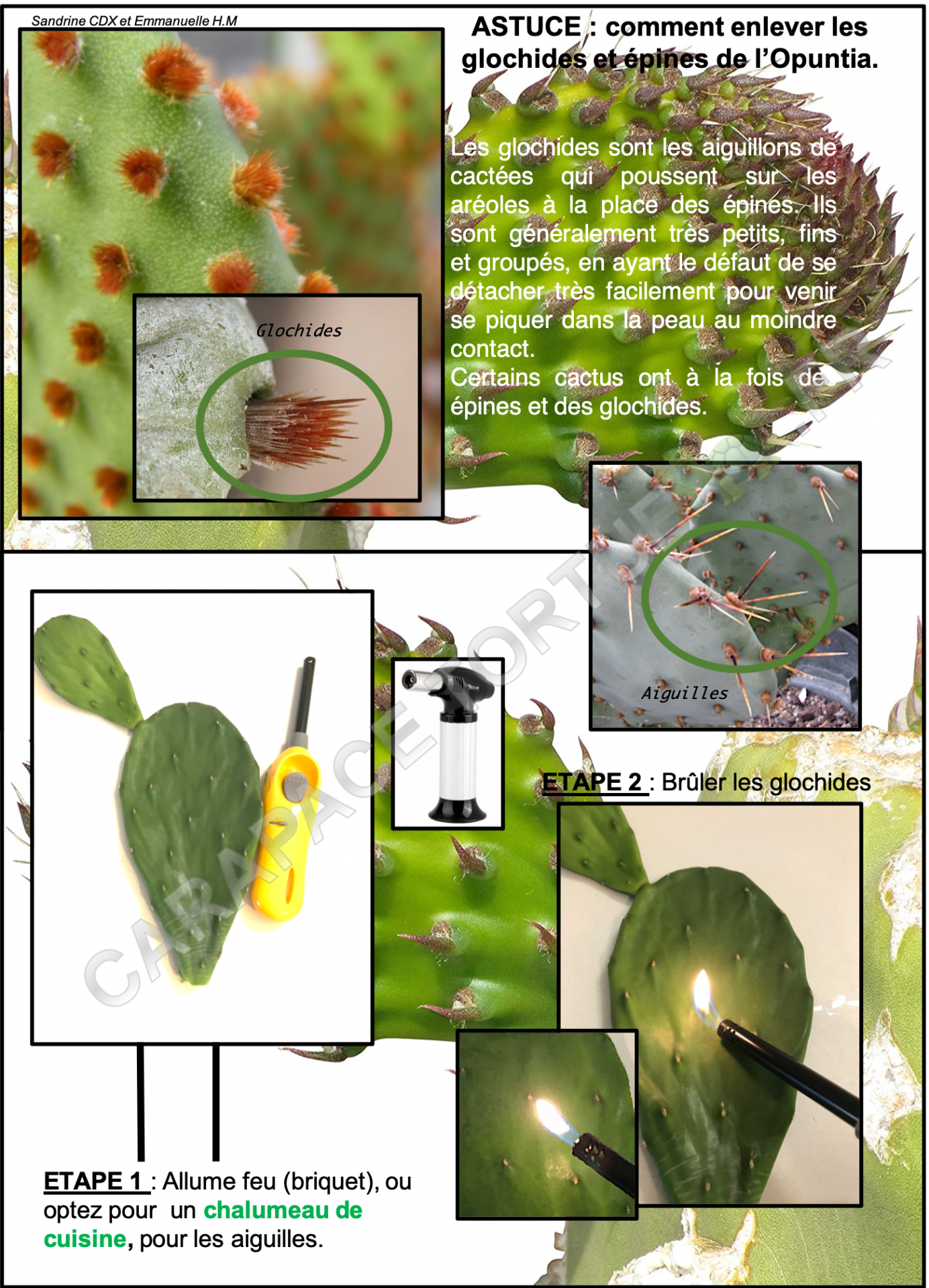 Astuce comment retirer aiguilles opuntia