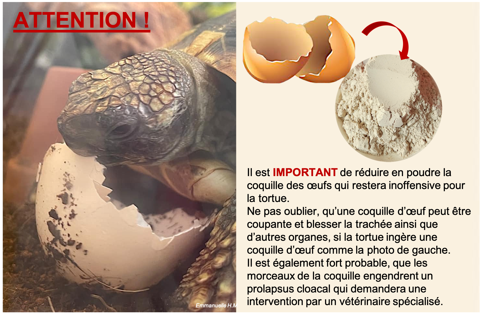 Coquille doeuf
