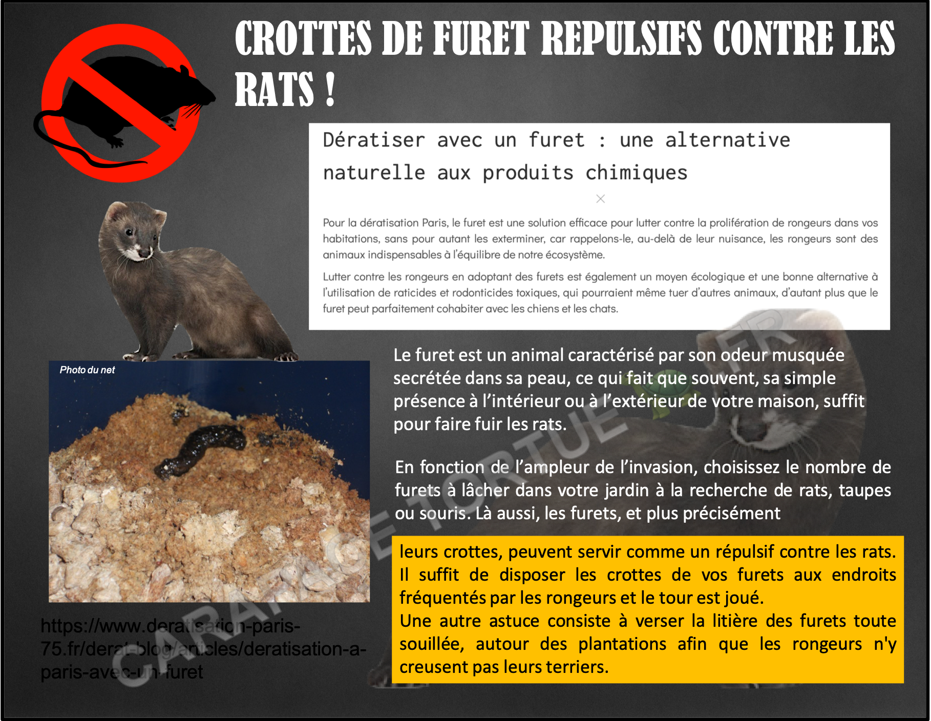 Crottes furet