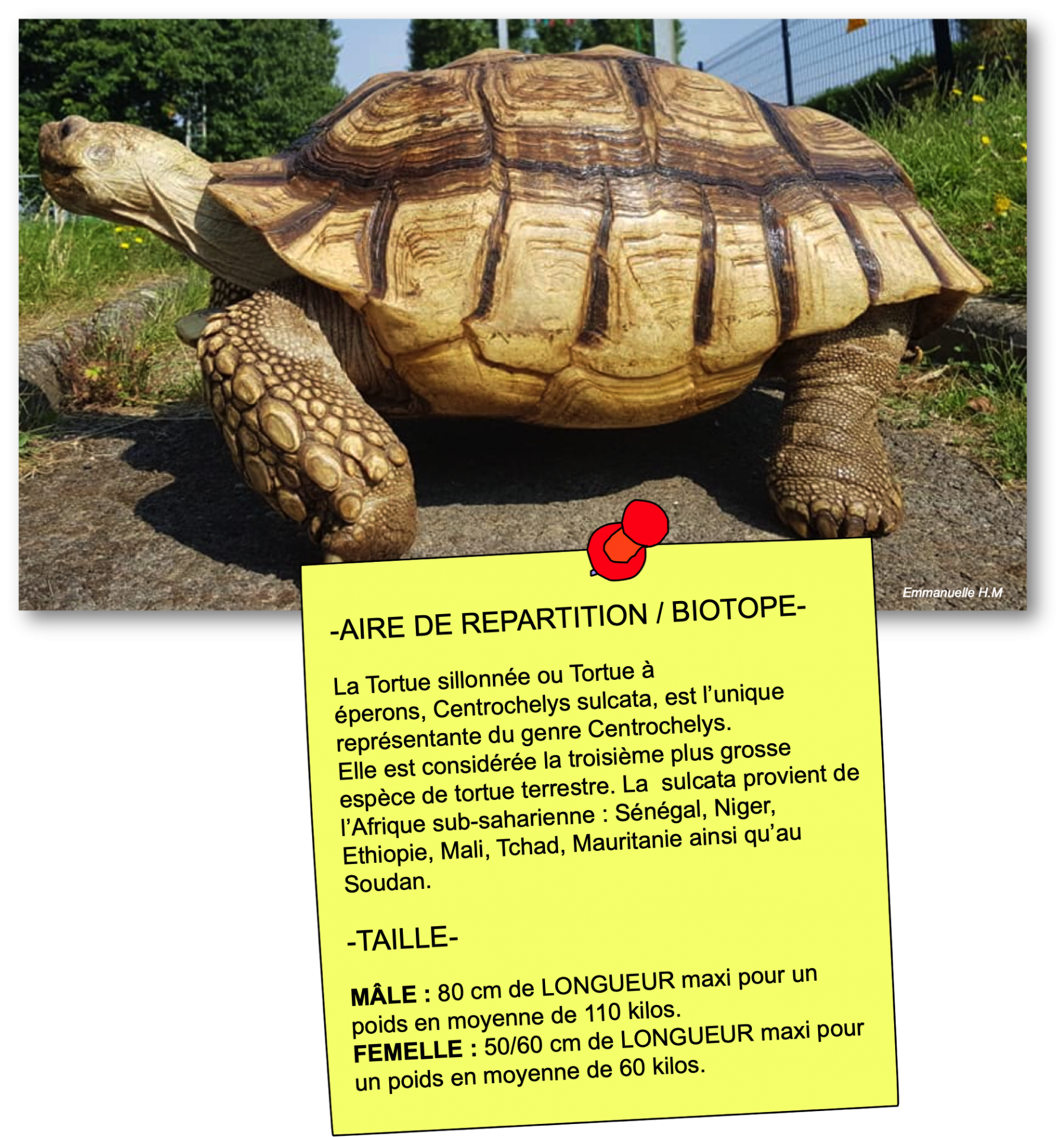 Descriptif centrochelys sulcata post it