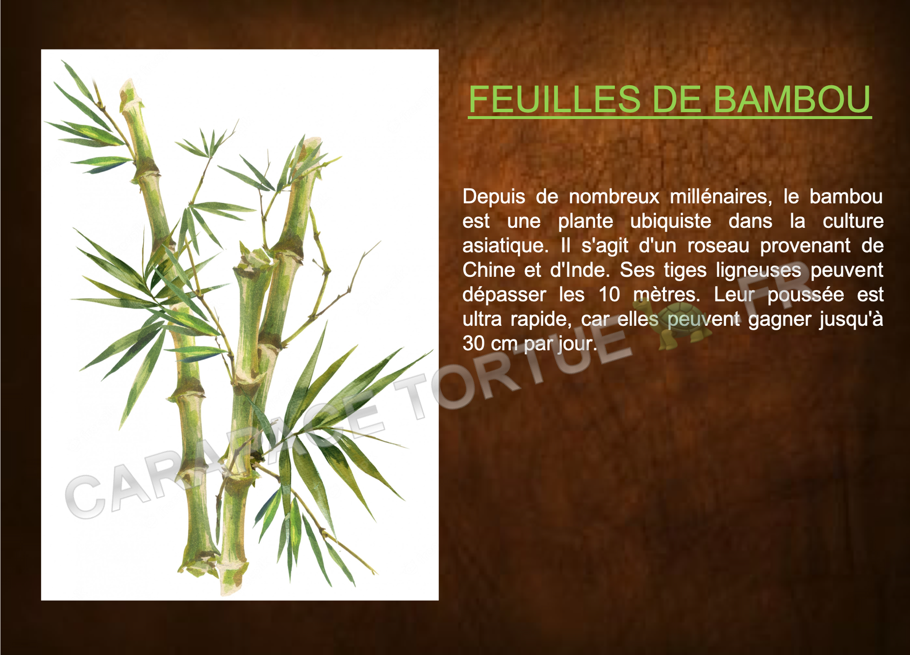 Feuilles de bambou