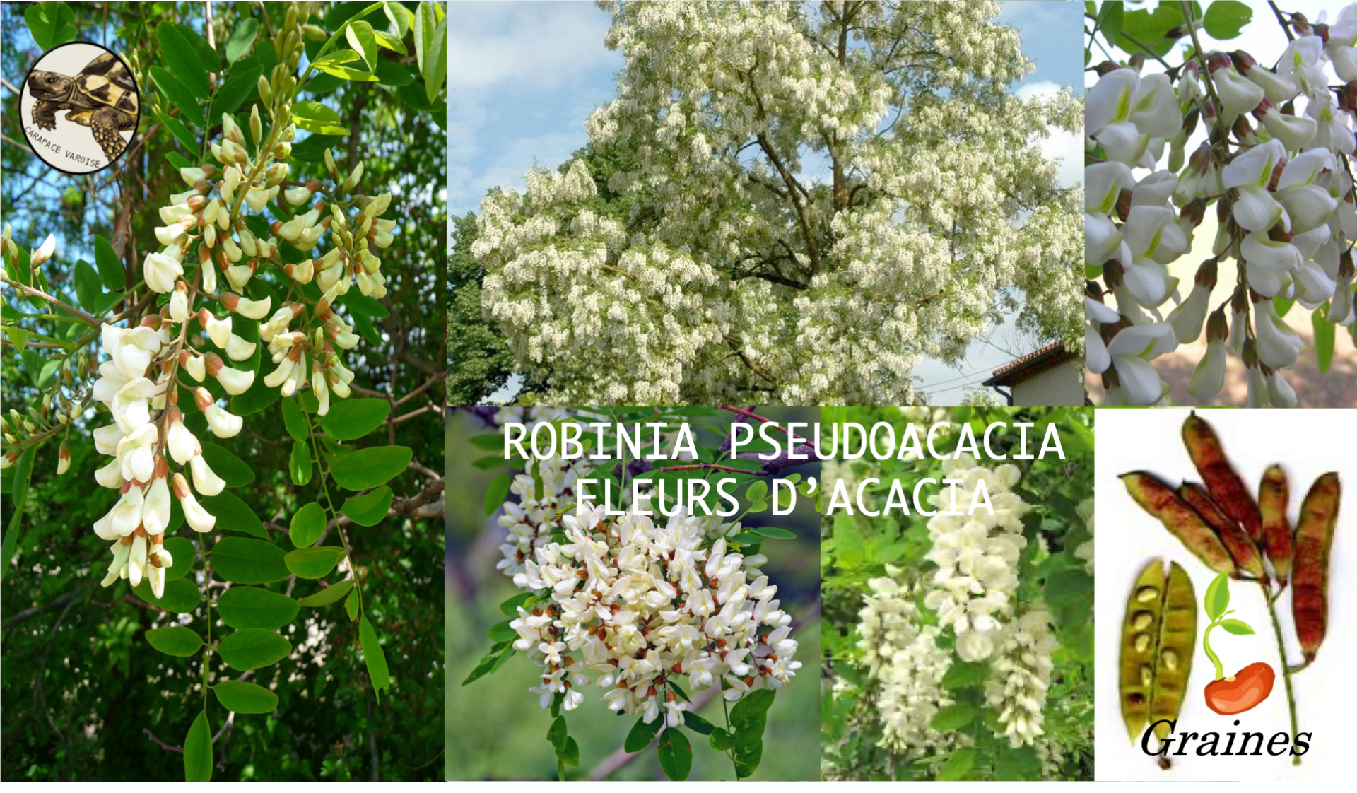 Fleurs acacia