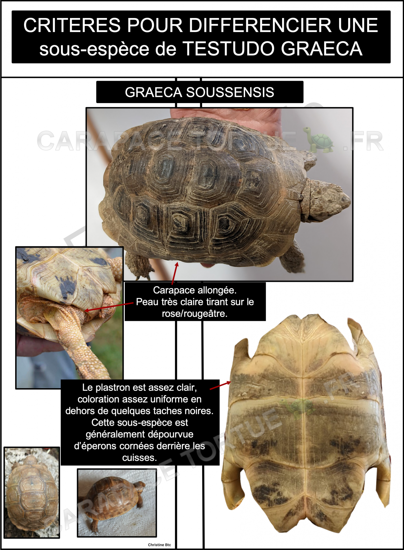 Graeca soussensis