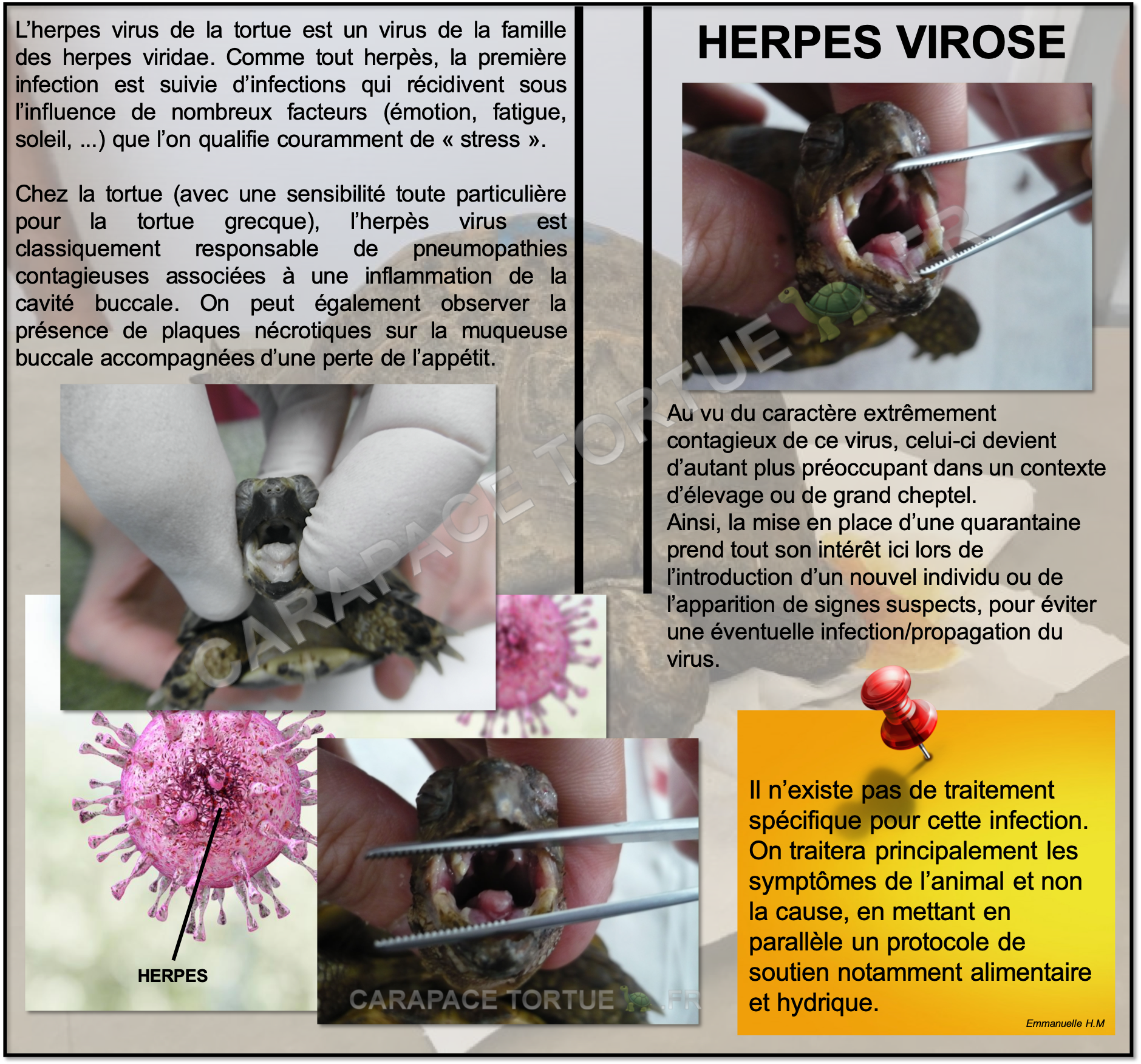 Herpes virus