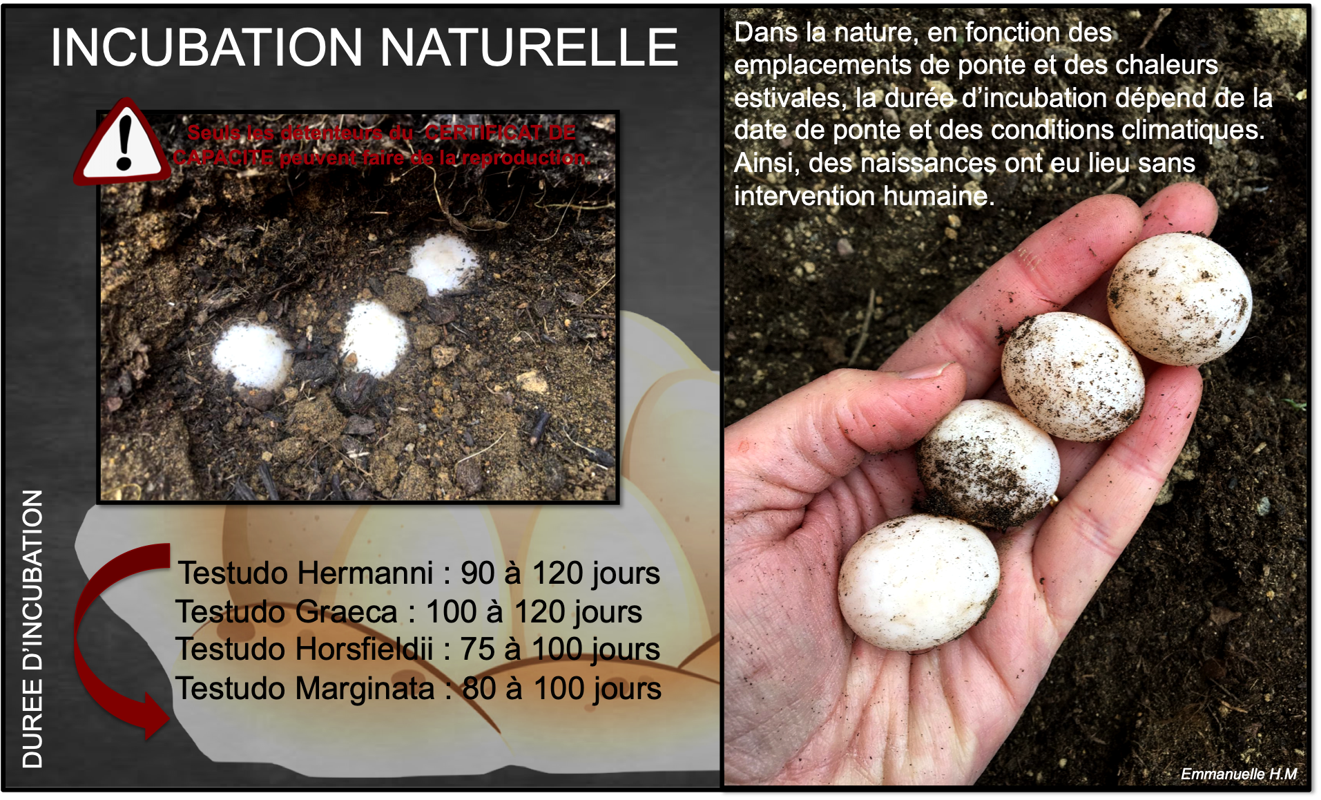 Incubation tortue naturelle
