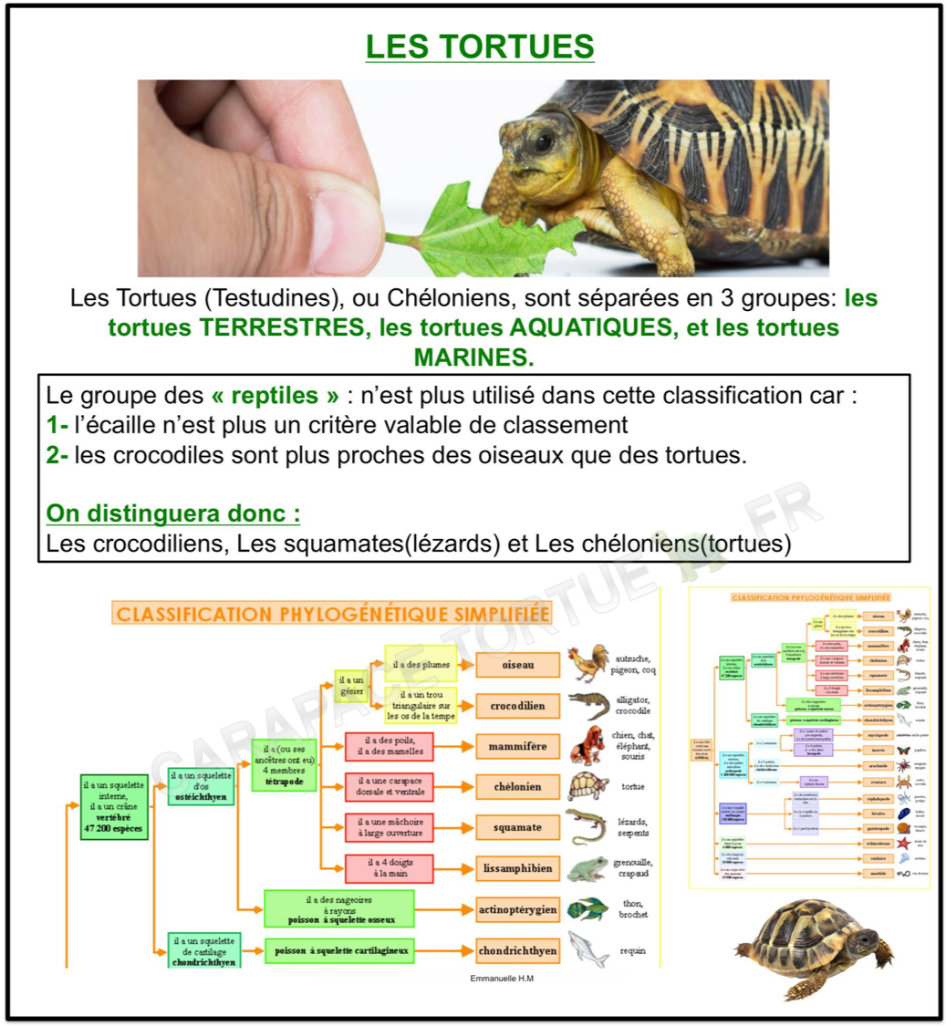 Les tortues 1