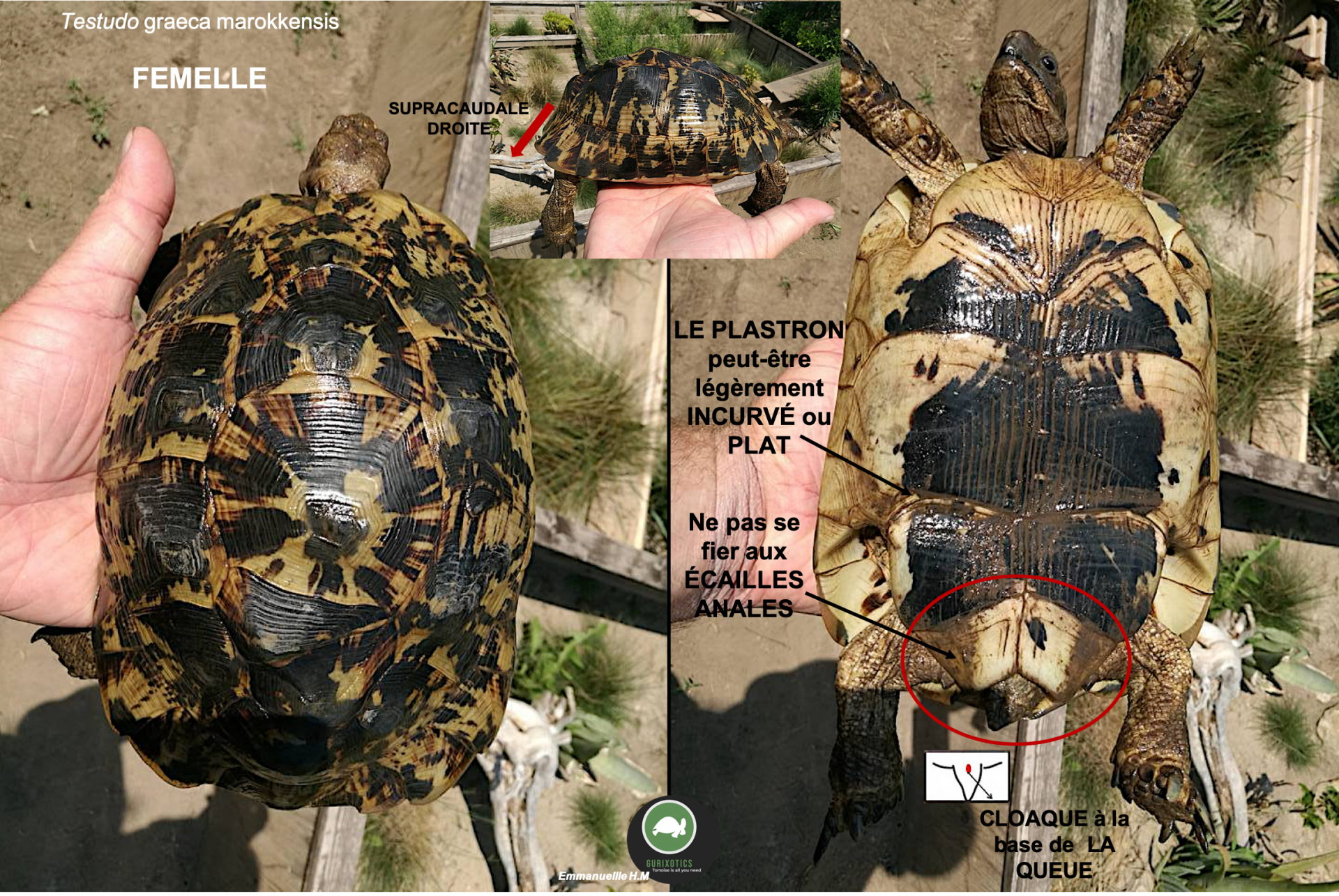 Marokkensis femelle 3