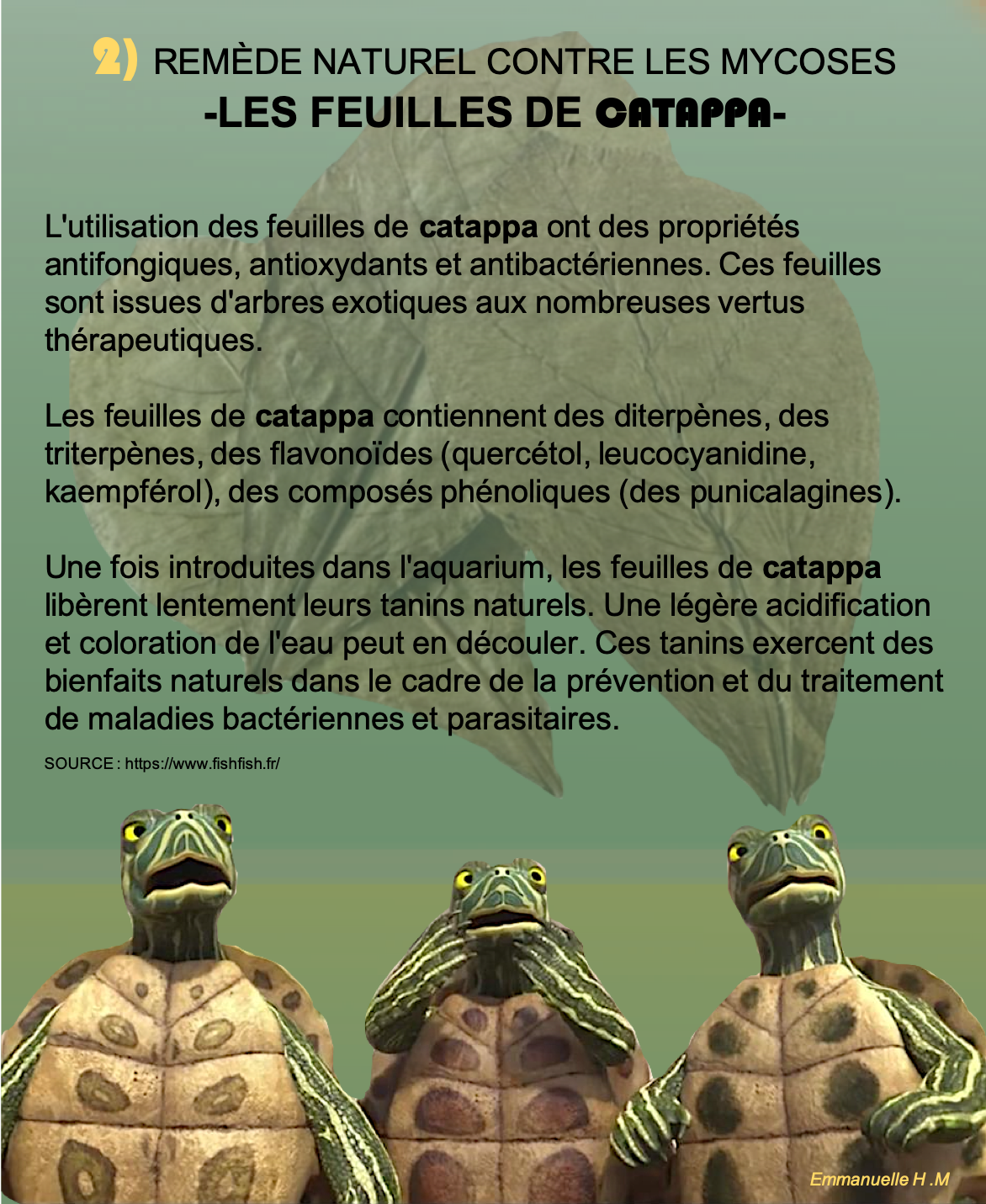 Mycoses feuilles de catappa