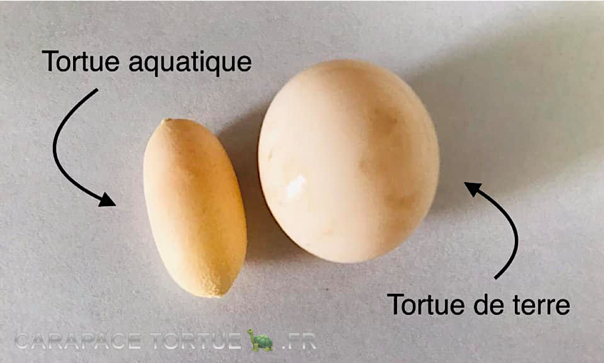 Oeuf aquatique vs oeuf terrestre