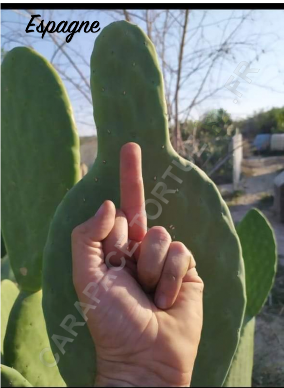 Opuntia espagne