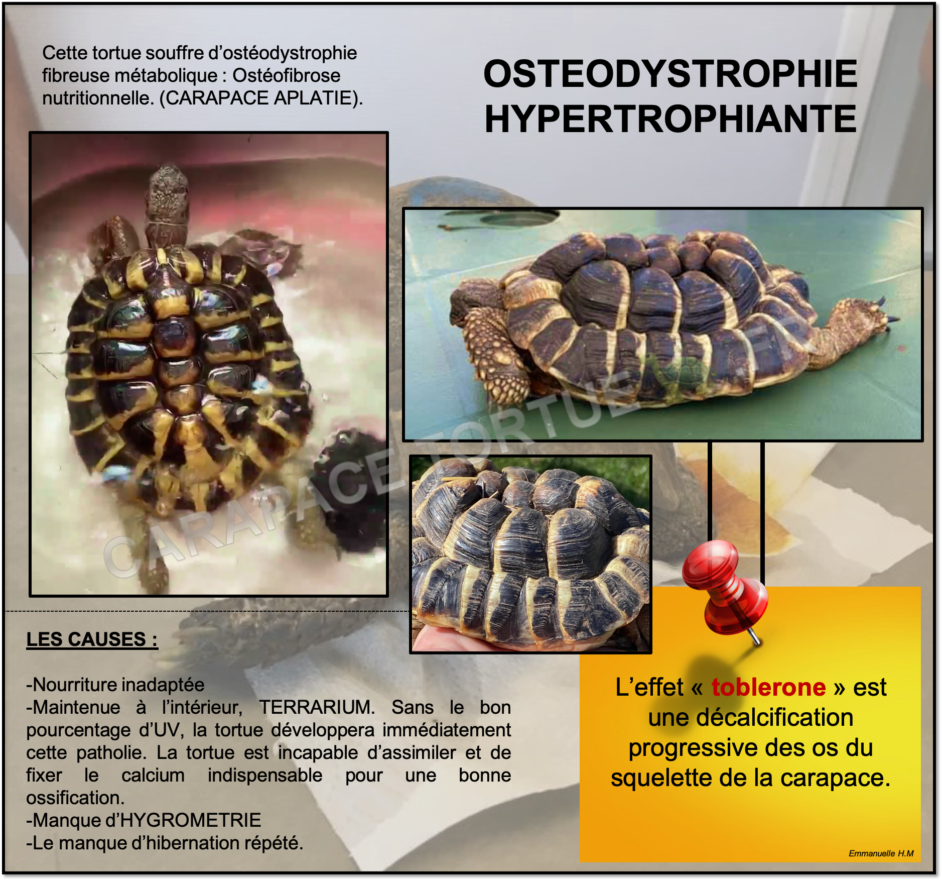 Osteodystrophie 1