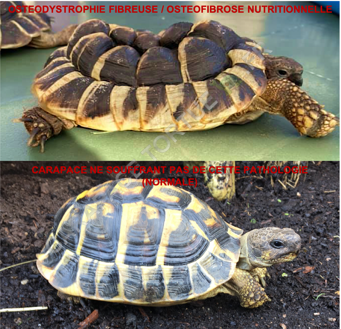 Osteodystrophie 3