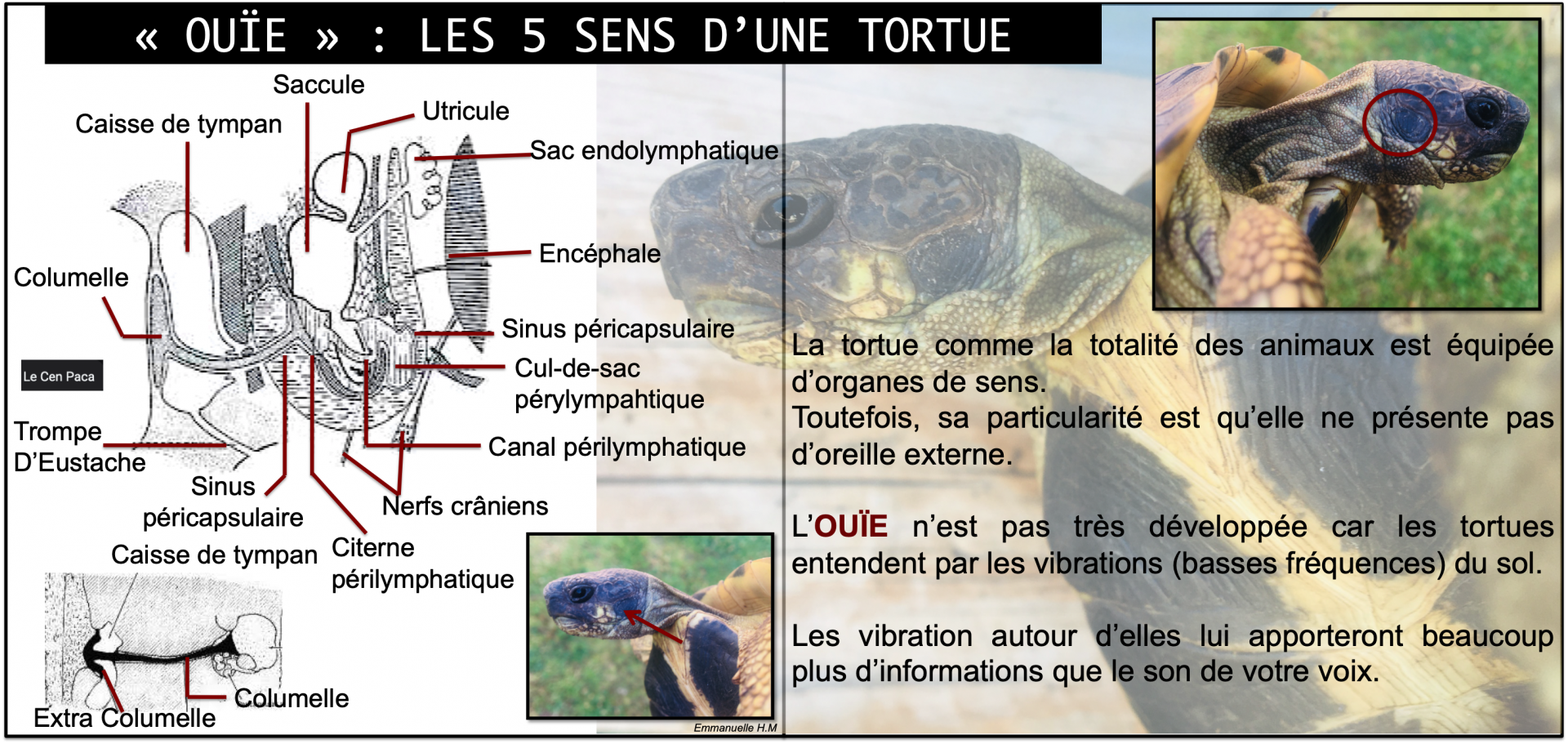 Oui e