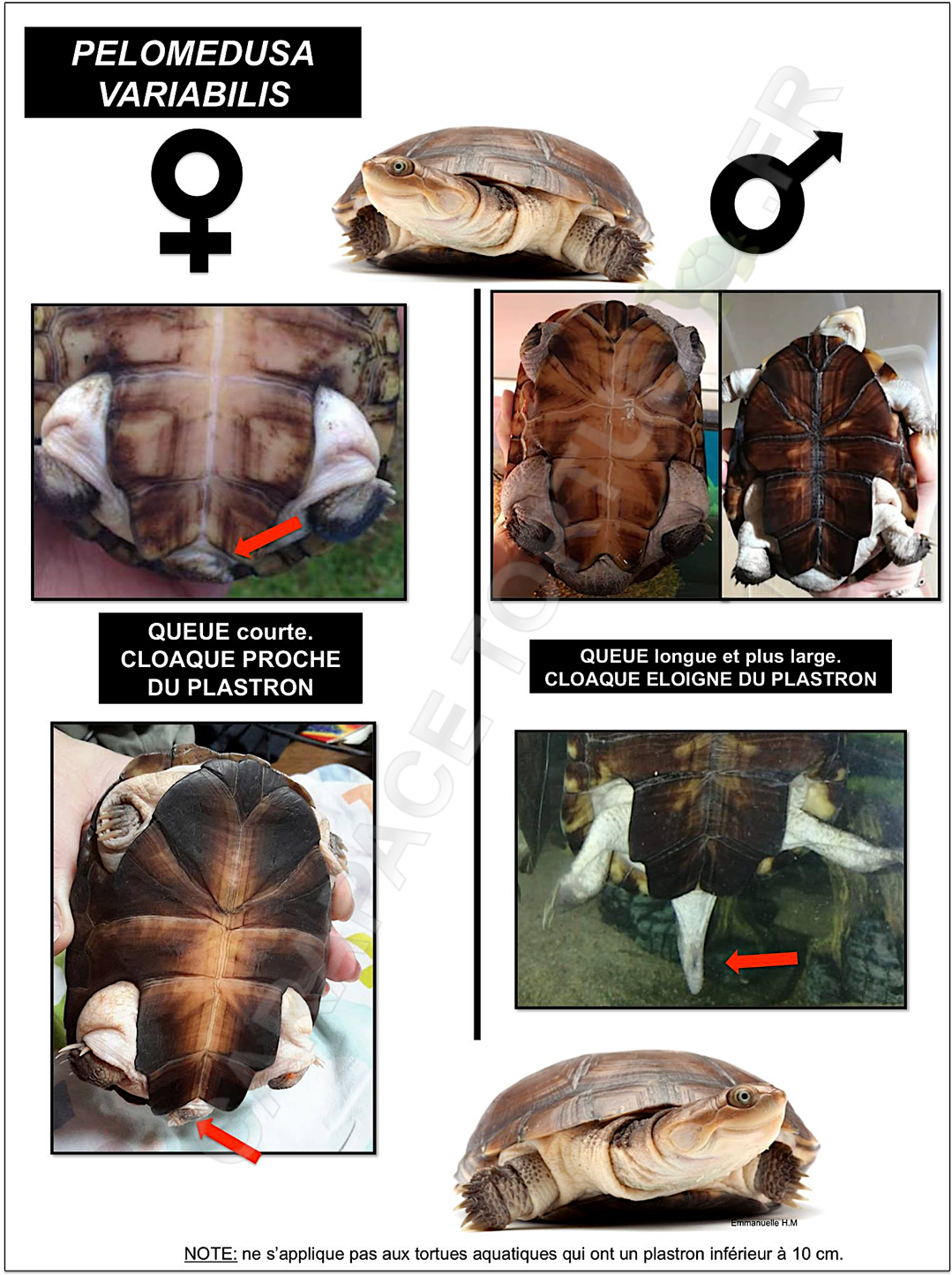 Pelomedusa variabilis male ou femelle