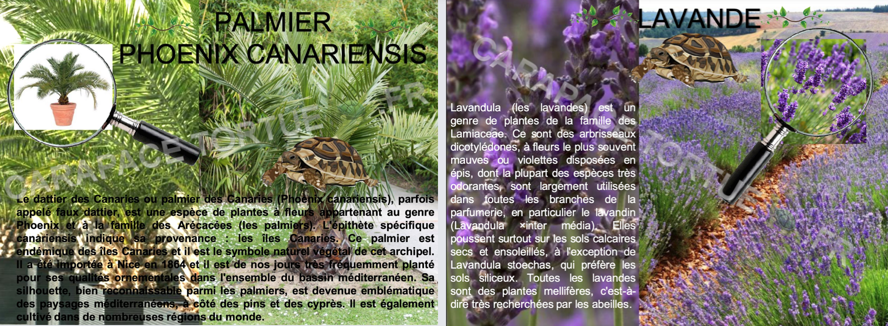 Plantes ombre tortue 2