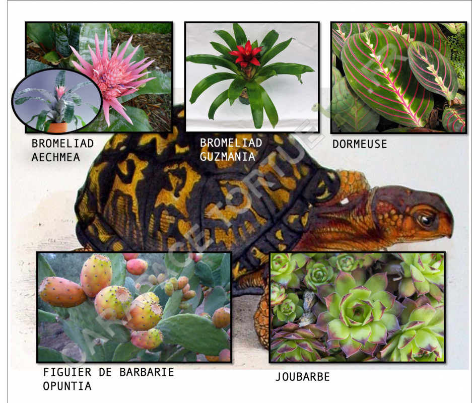 Plantes terrarium 1