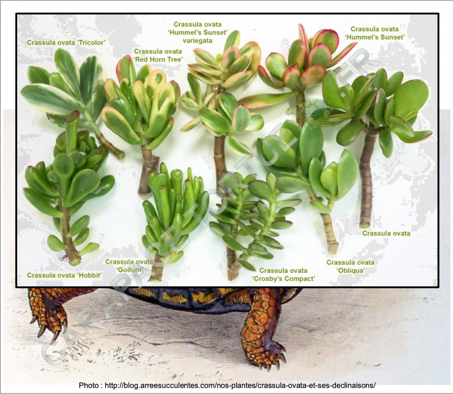 Plantes terrarium 6
