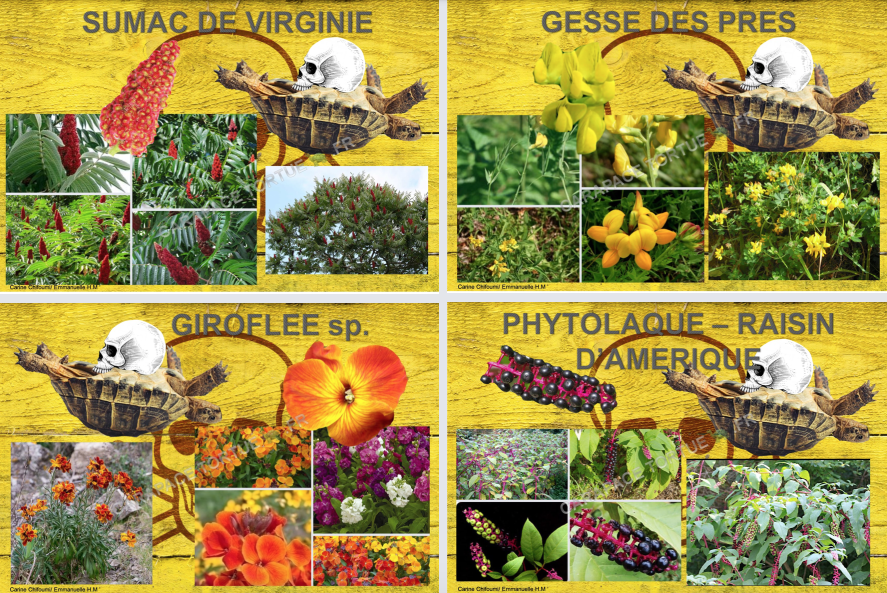 Plantes toxiques pour tortue 16