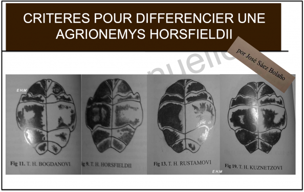 Plastron des steppes