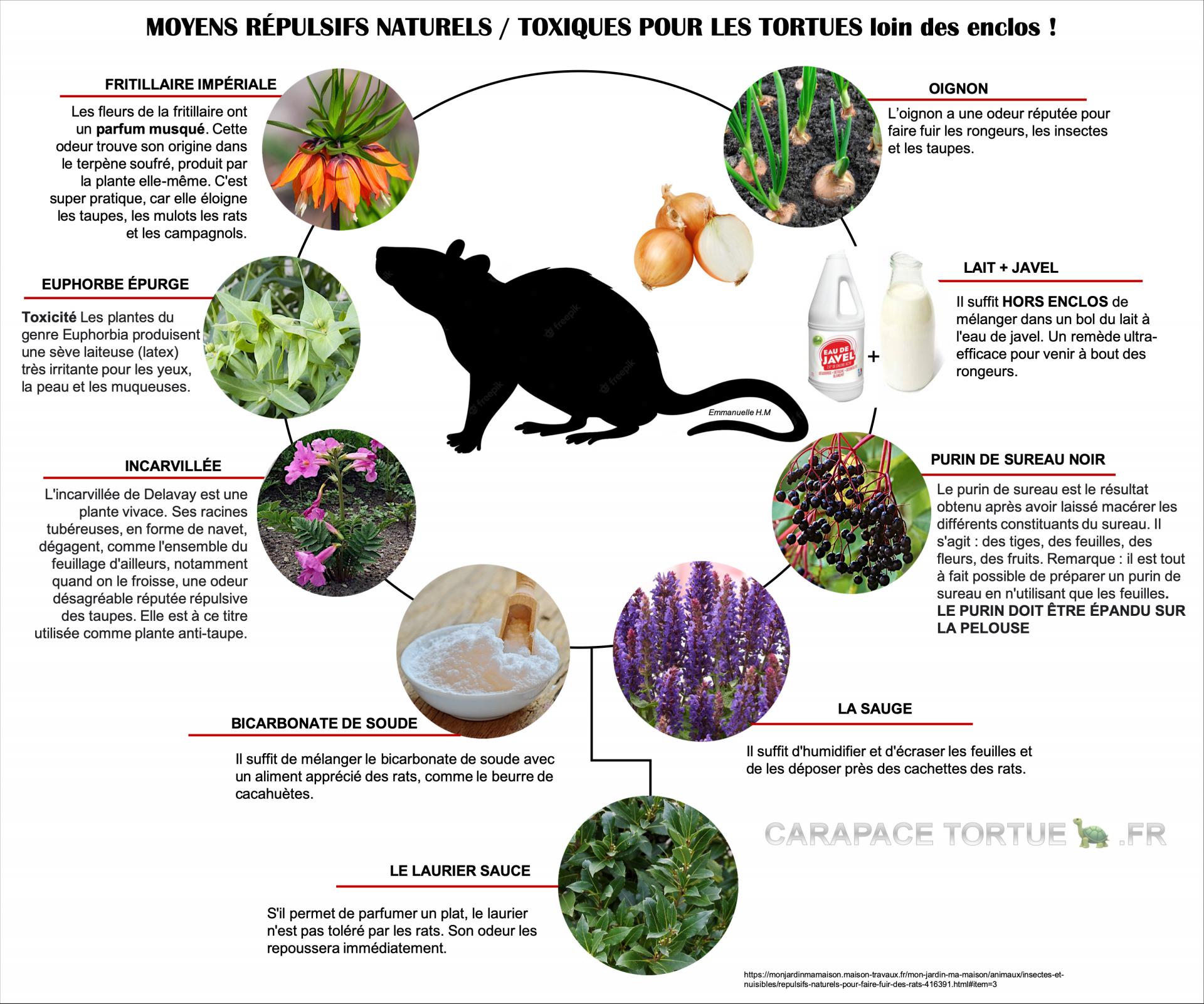 Repulsifs rats