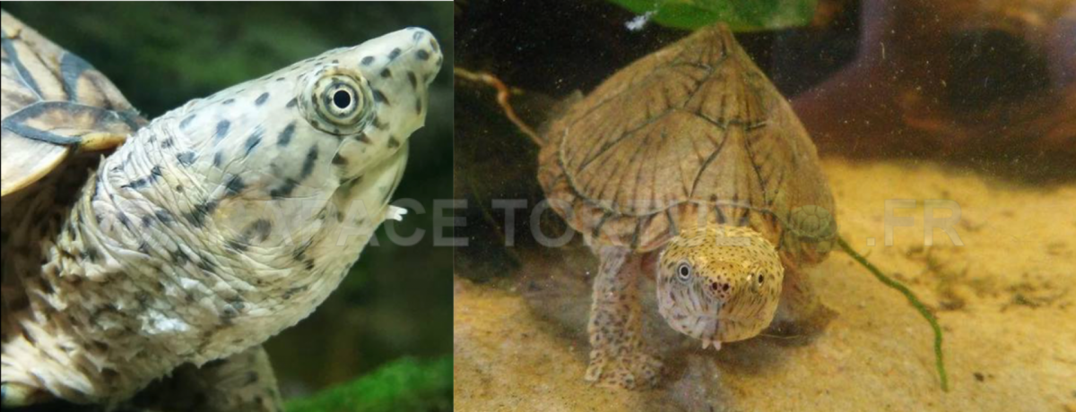 Sternotherus carinatus 3
