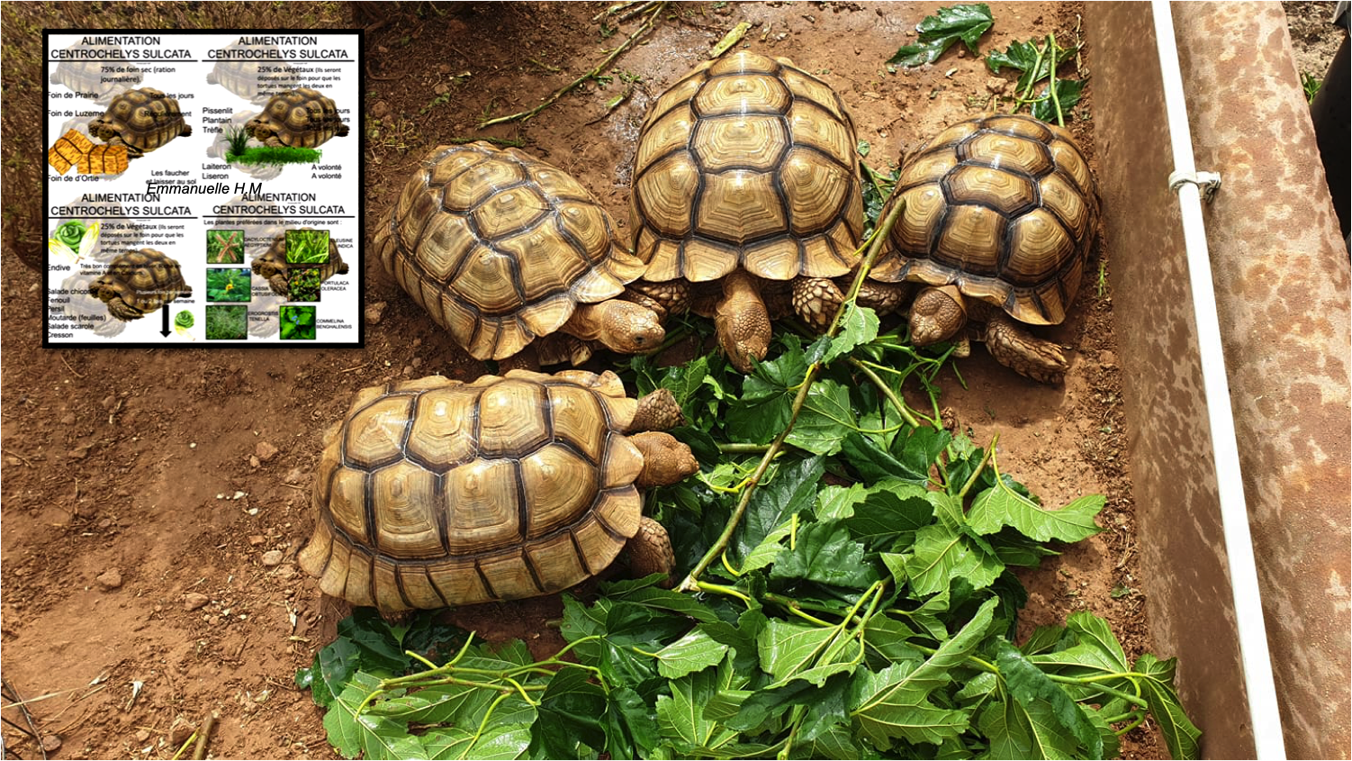 Sulcata 1