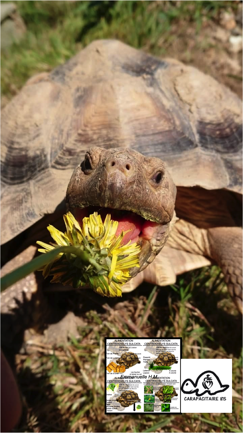 Sulcata 17