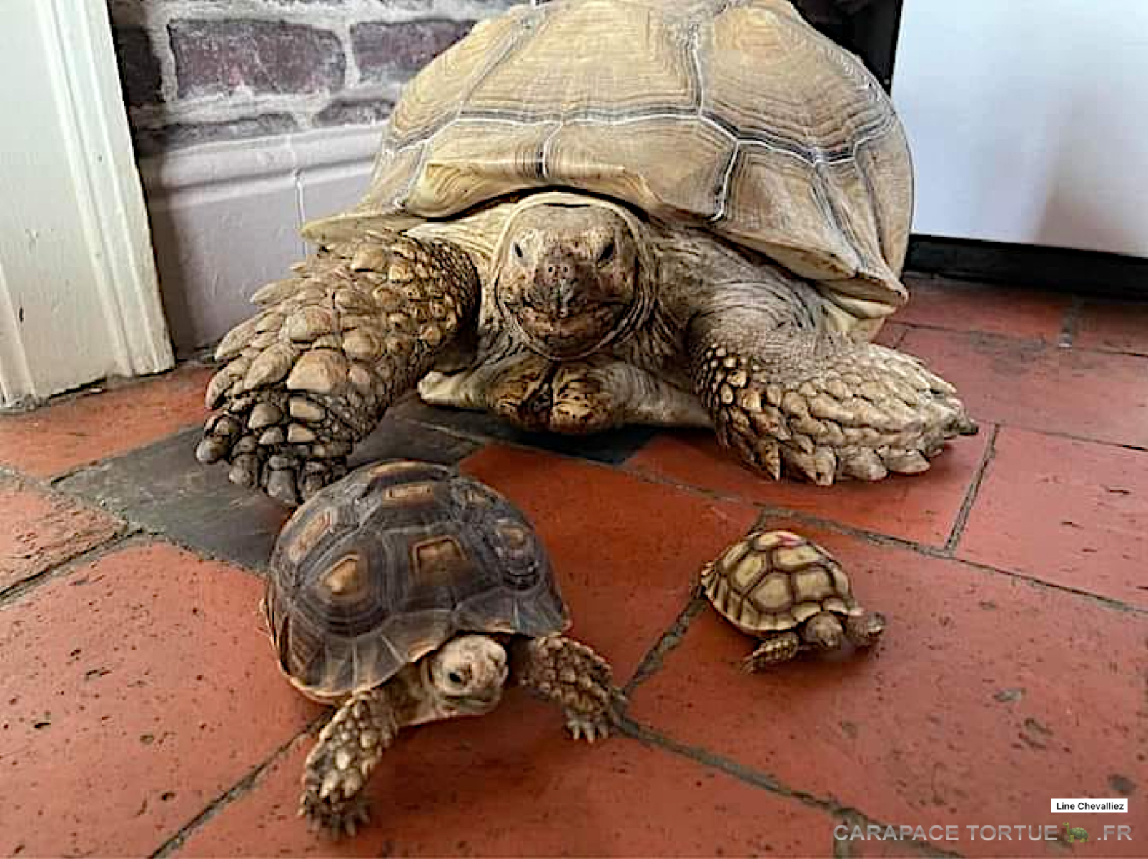 Sulcata 4