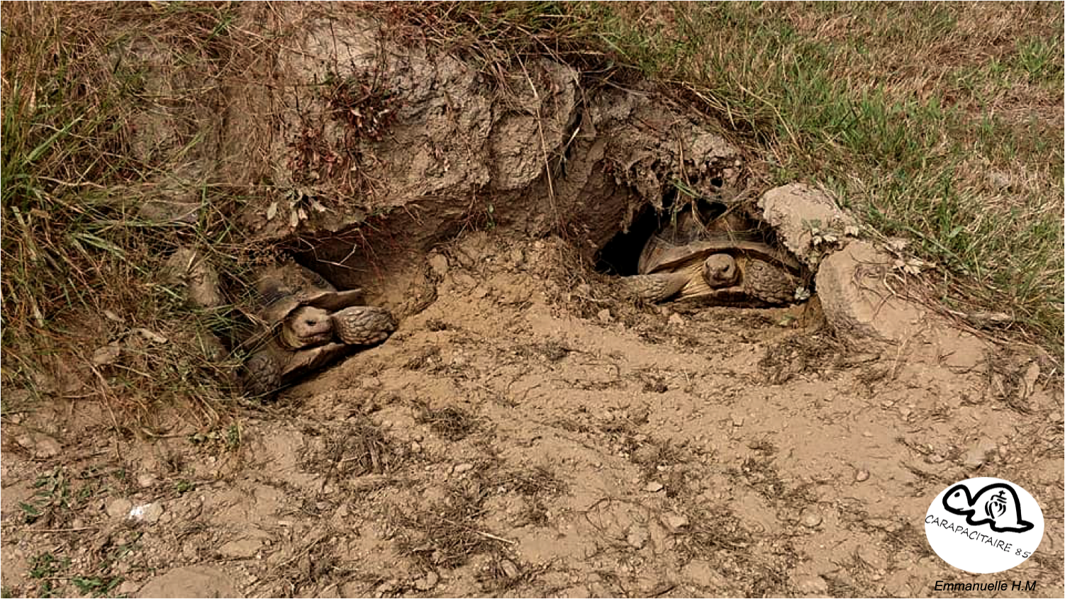 Sulcata acceuil