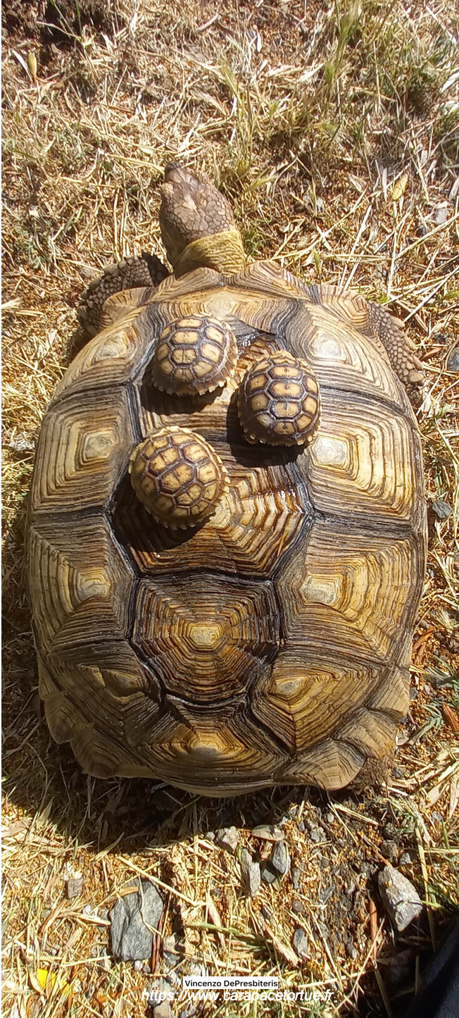Sulcata adulte et bebes