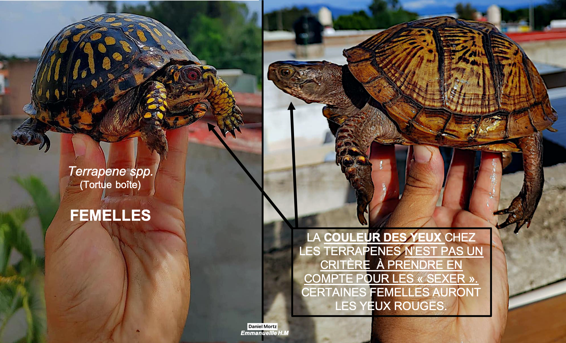 Terrapene femelle 2