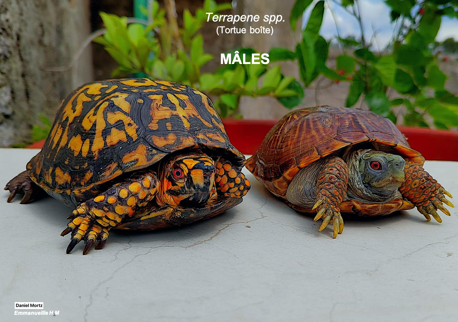 Terrapene male 2