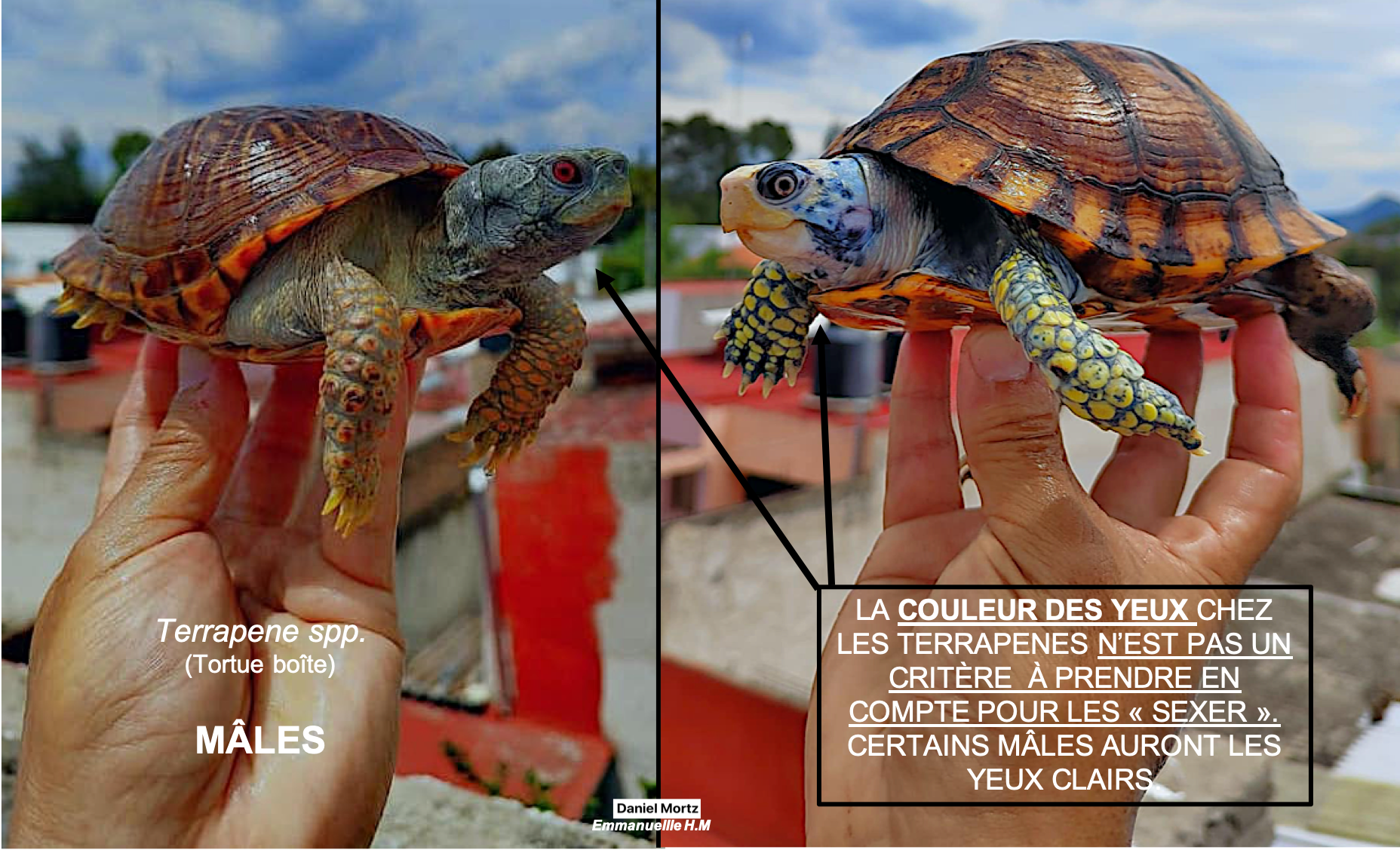 Terrapene male 3