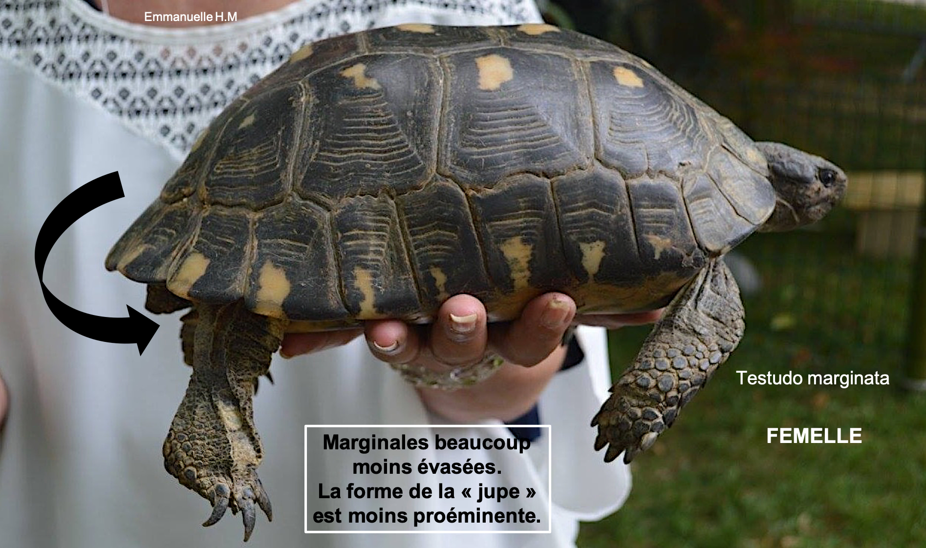 Testudo femelle marginata 2