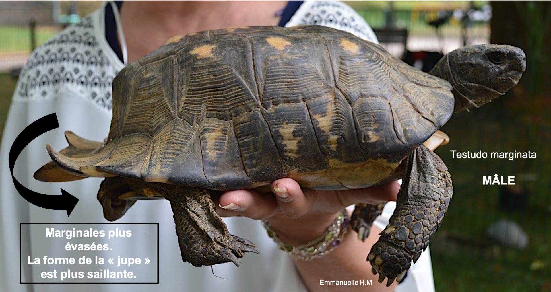 Testudo male marginata 2