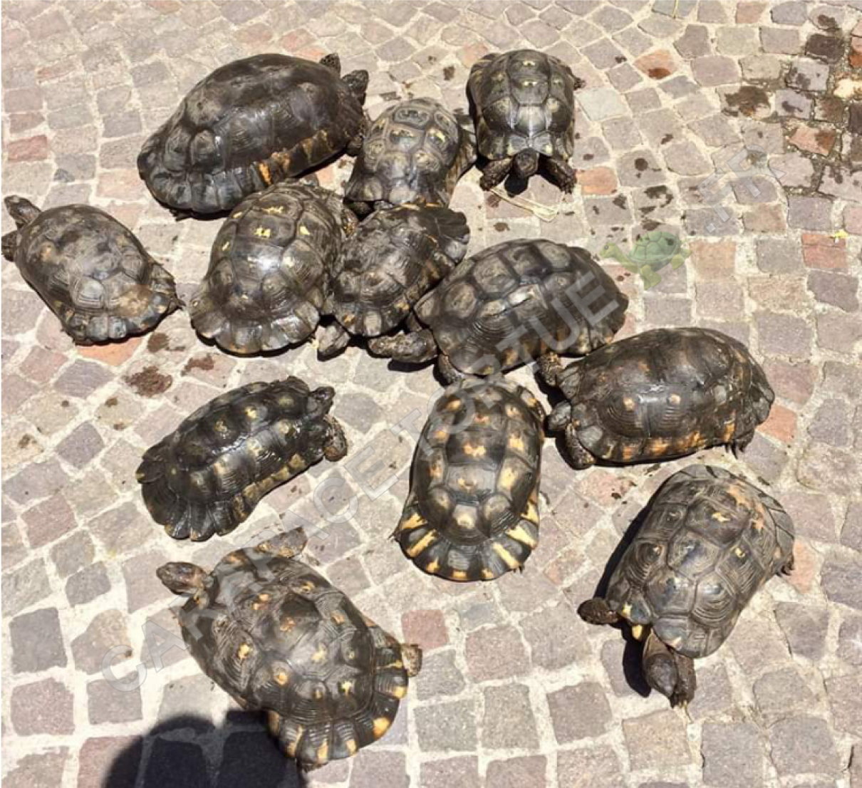 Testudo marginata sarde