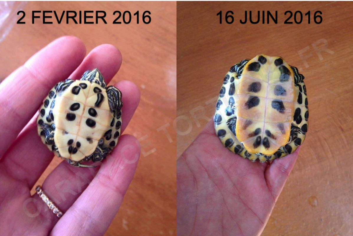 Trachemys 1