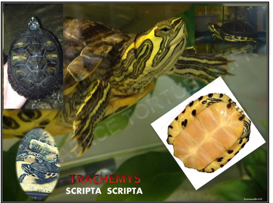 Trachemys 4