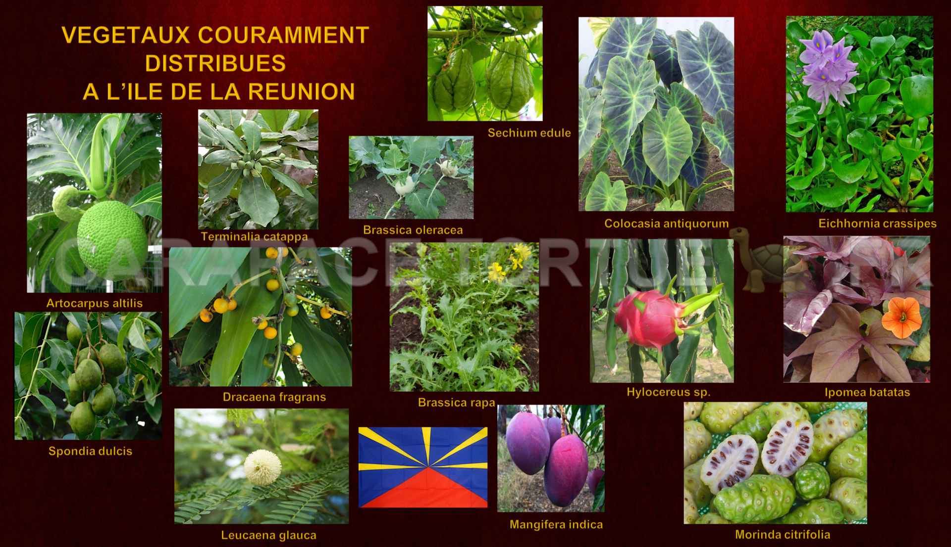 Vegetaux ile reunions 2